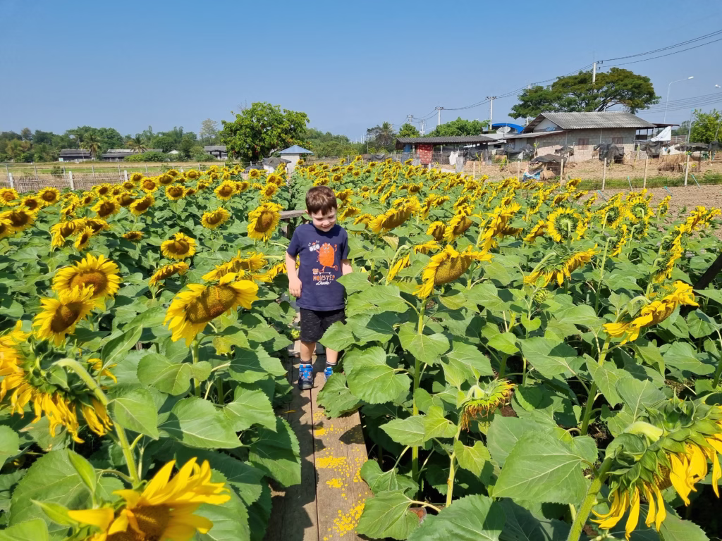 flower field in chiang mai